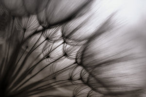 acrylic-print-dandelion-p