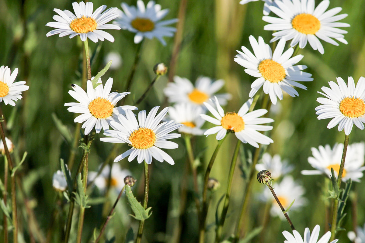 aluminium-print-xl-daisies