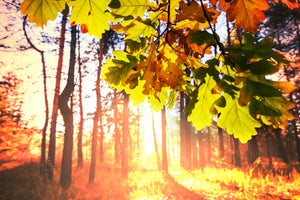 3-piece-acrylic-print-autumn