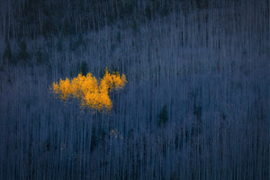 acrylic-print-heart-of-aspens