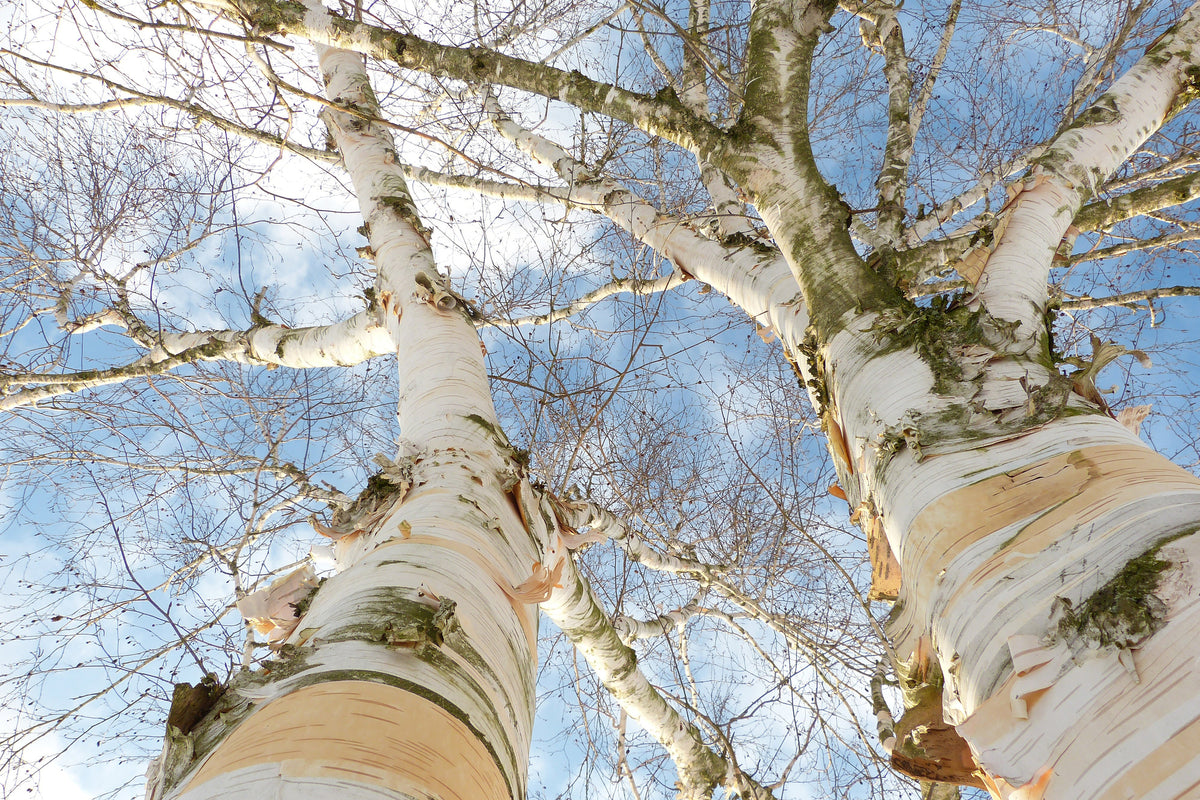 3-piece-canvas-print-the-2-birches