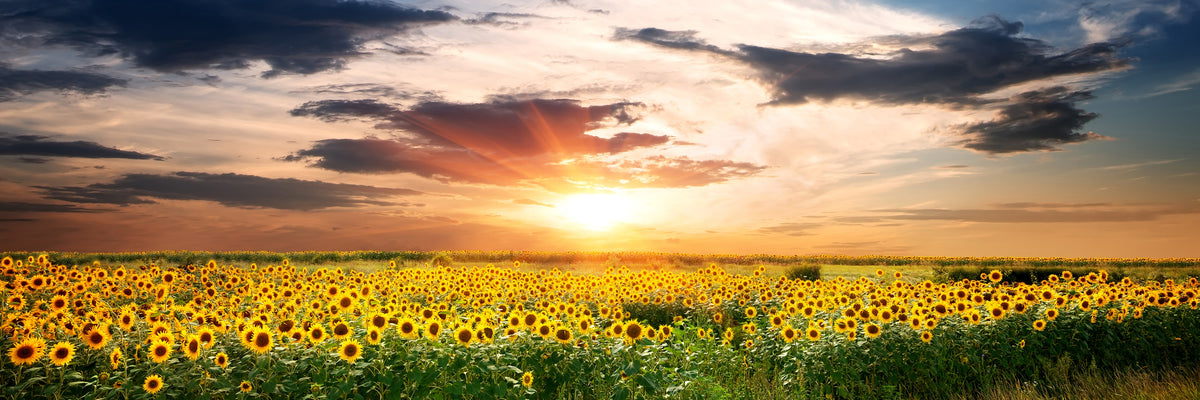 panoramic-3-piece-canvas-print-a-field-of-sunflowers-panorama