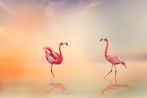 framedposter-print-romantic-flamingos