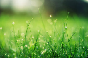 framedcanvas-print-meadow-with-morning-dew