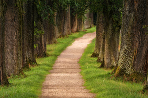 modern-3-piece-acrylic-print-a-path-in-the-forest