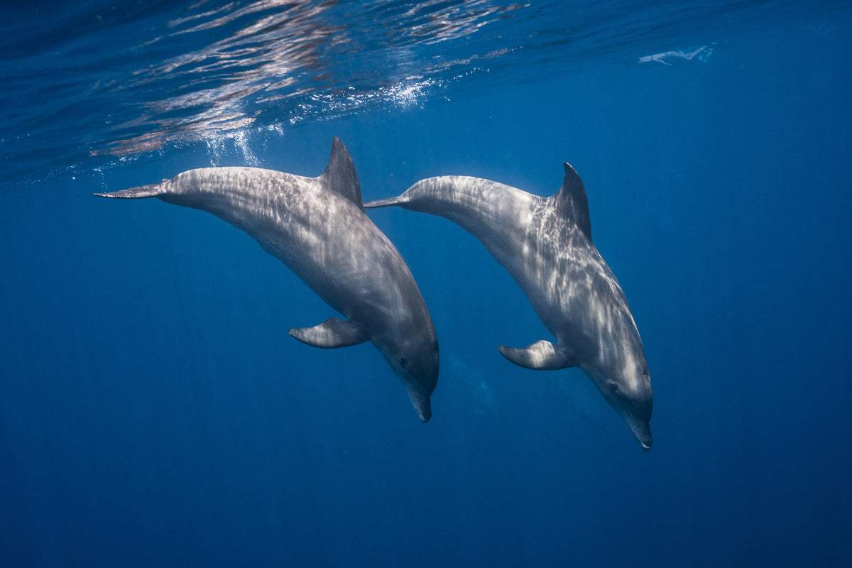 3-piece-acrylic-print-two-bottlenose-dolphins