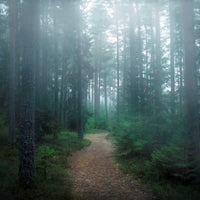 acrylic-print-the-forest-of-secrets