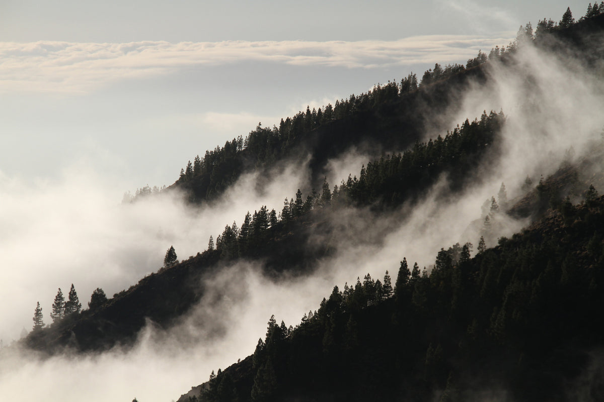 framedposter-print-fog-in-the-woods