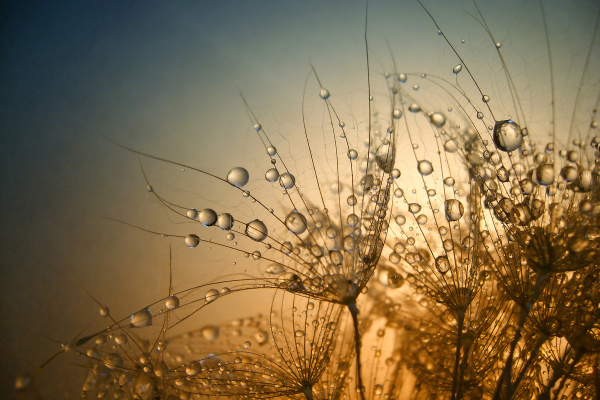 canvas-print-tender-is-the-night-x