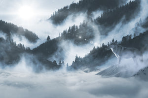 3-piece-aluminium-print-the-wolf-in-the-woods