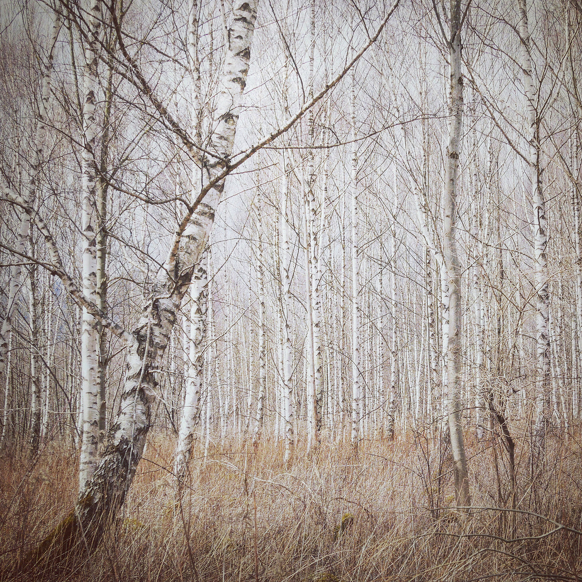 canvas-print-birch-forest-x