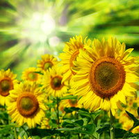poster-print-the-sun-and-the-flowers