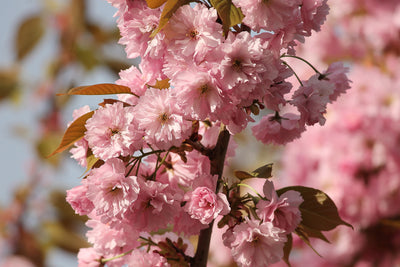 poster-print-the-ornamental-cherry