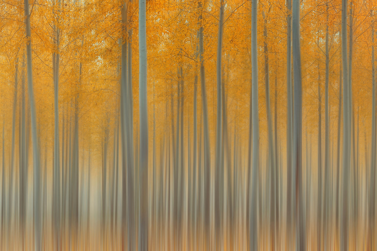 aluminium-print-autumn-delight-ii
