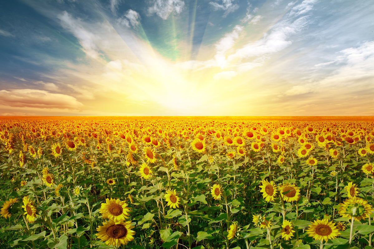 canvas-print-a-field-full-of-sunflowers