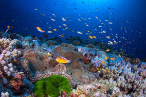 canvas-print-anemon-and-anthias-x