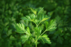 poster-print-fresh-parsley