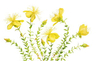 framedcanvas-print-hypericum-x