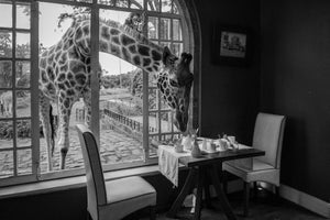 framedposter-print-breakfast-time-x