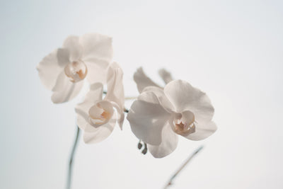 poster-print-graceful-orchids