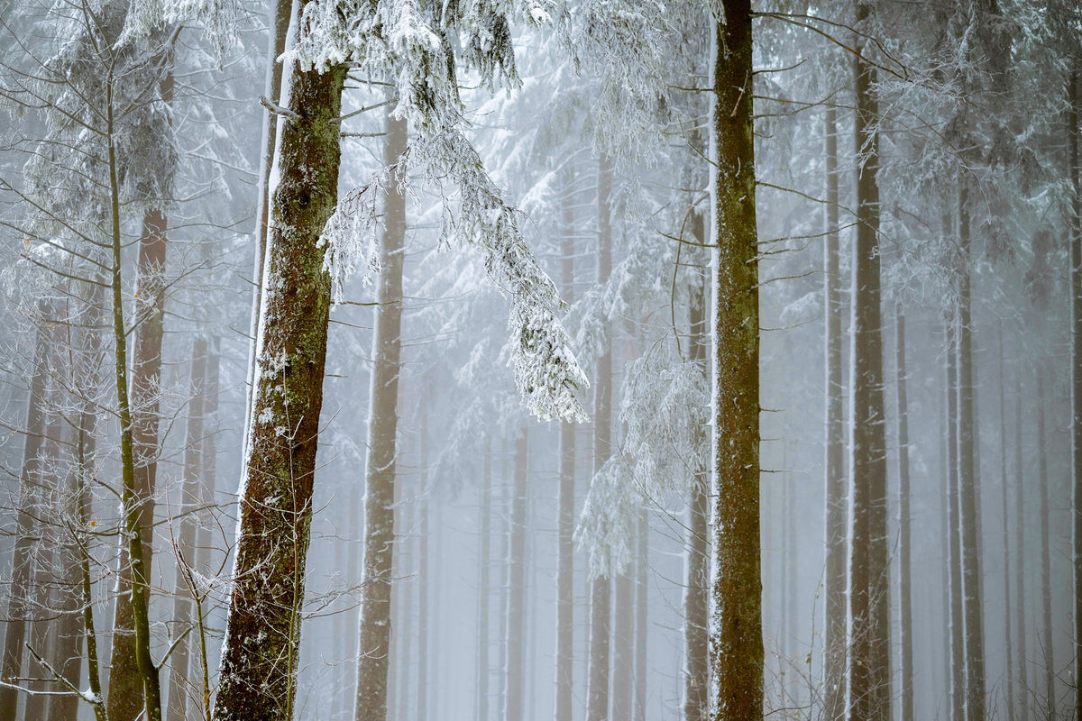 3-piece-acrylic-print-forest-in-winter