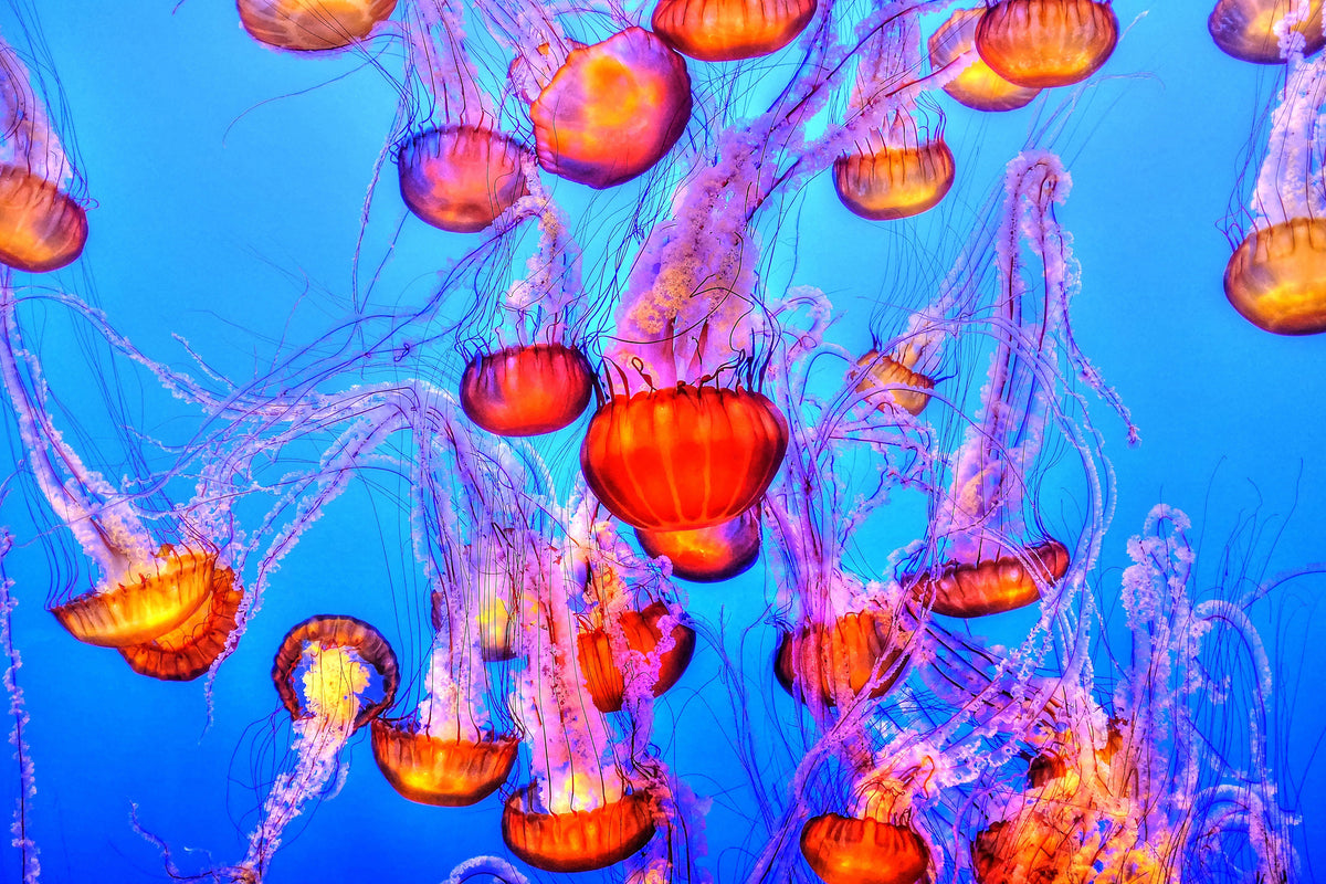 3-piece-canvas-print-colorful-jellyfish