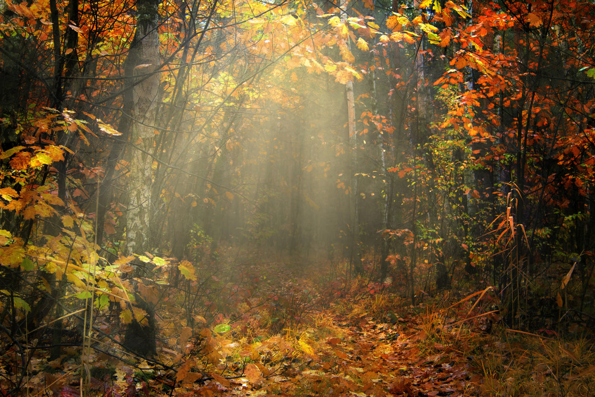 3-piece-canvas-print-we-love-autumn
