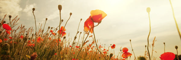 panoramic-poster-print-the-poppy-field-at-sunrise-panorama