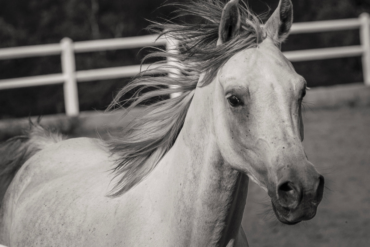 3-piece-canvas-print-there-is-a-horse