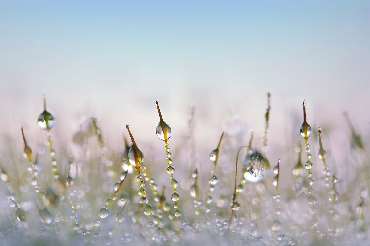 canvas-print-the-dew-drops
