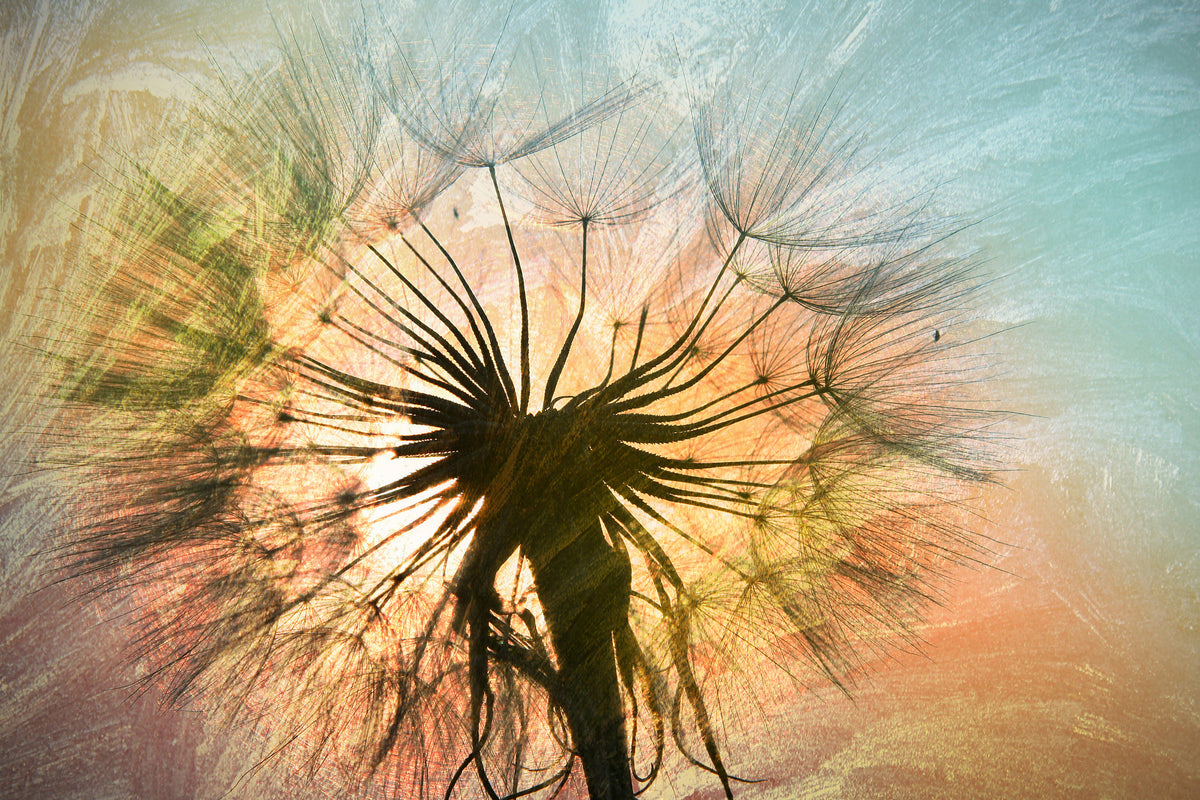 canvas-print-xxl-dandelion