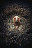 acrylic-print-keeper-of-the-earth