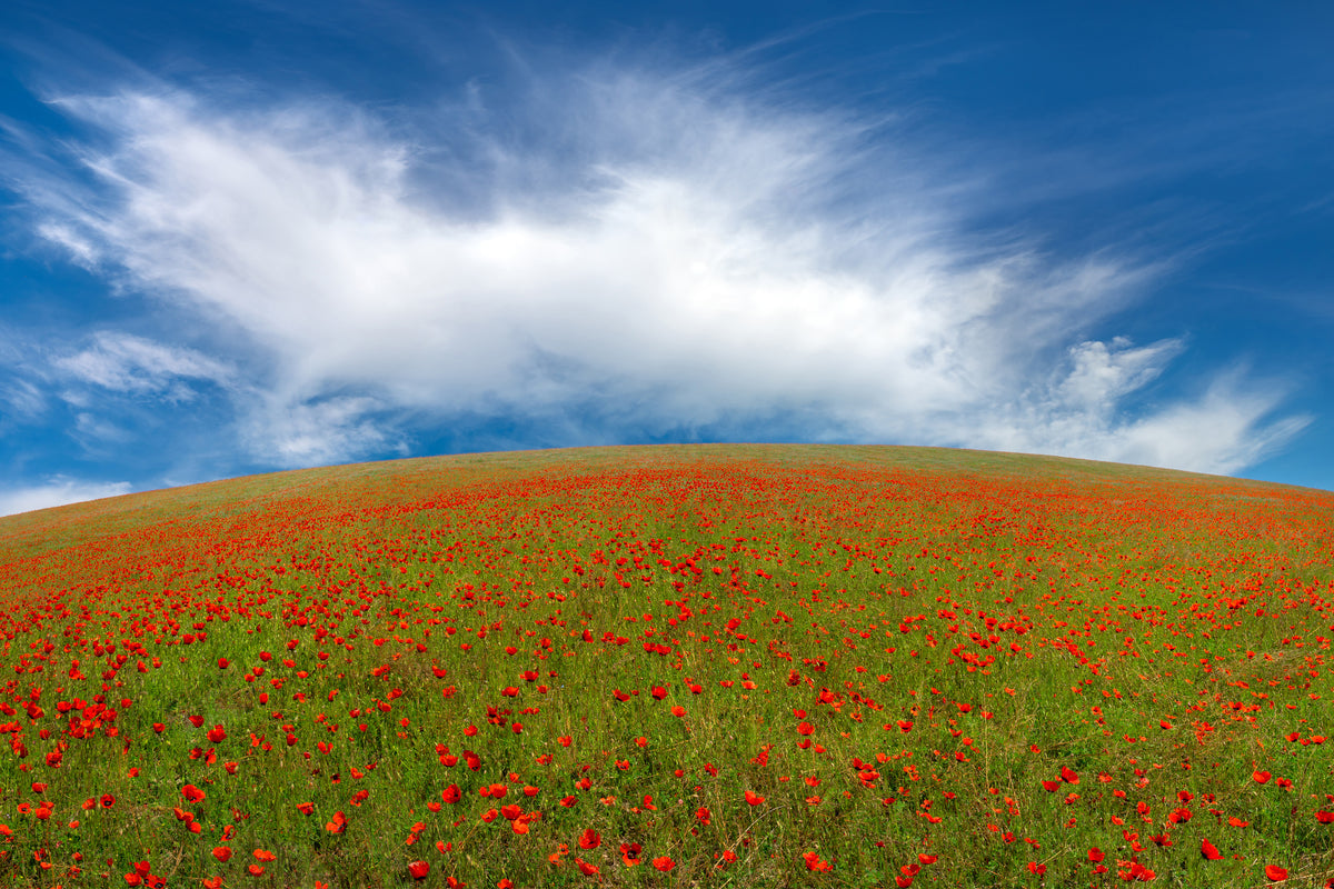 3-piece-acrylic-print-red-poppies