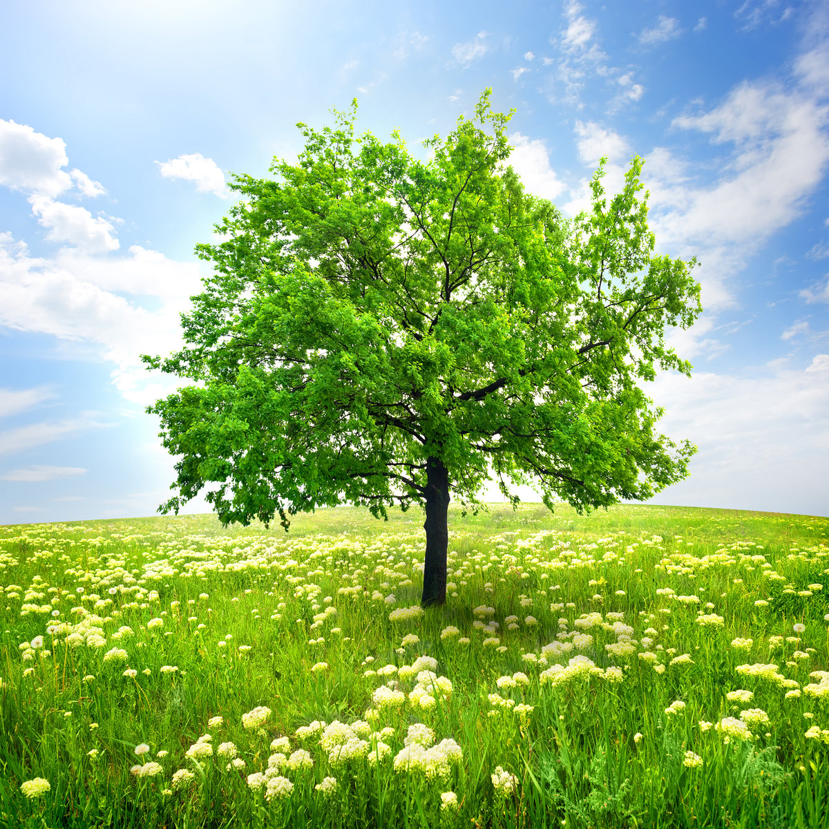acrylic-print-the-tree