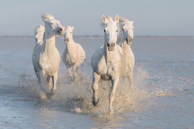 poster-print-horses-xue