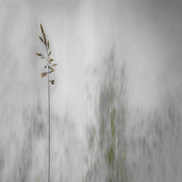 4-piece-canvas-print-blade-of-grass