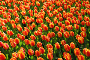 3-piece-canvas-print-tulip-field-in-orange