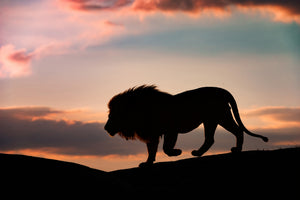 aluminium-print-sunset-in-the-serengeti-x