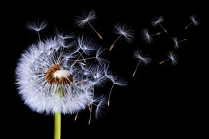 modern-3-piece-acrylic-print-dandelion-blowing