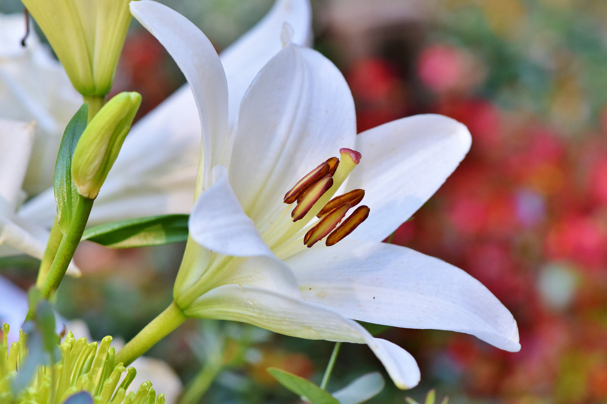 canvas-print-magnificent-lily-in-white