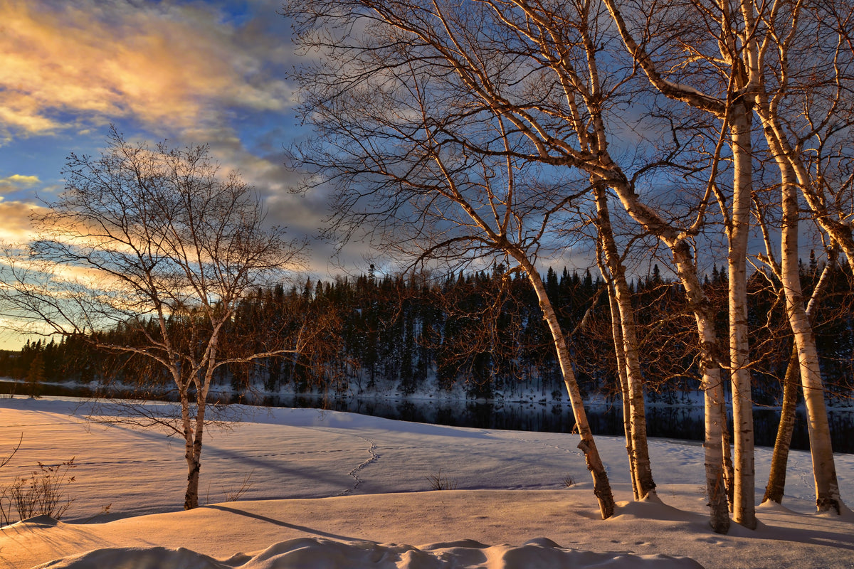 poster-print-birches-in-the-winter