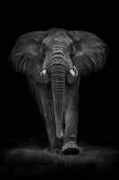 framedposter-print-ngorongoro-bull-x