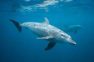 poster-print-curious-dolphin
