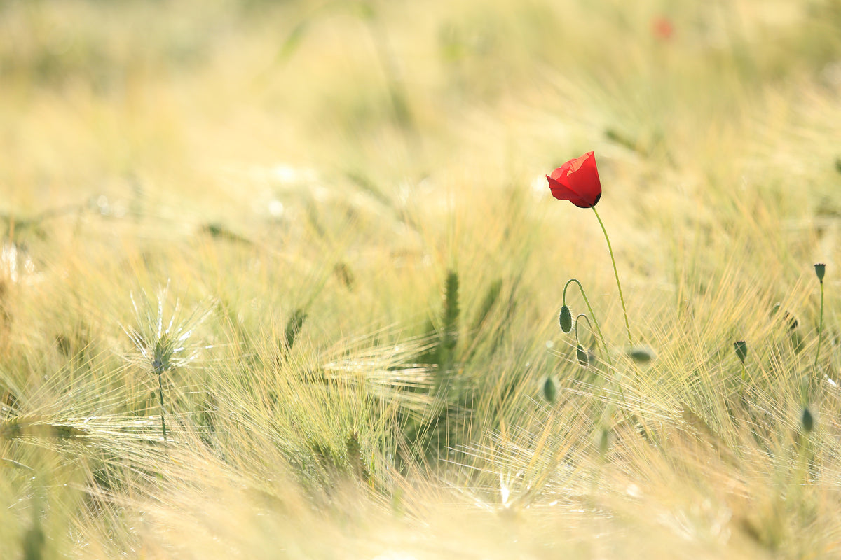 aluminium-print-a-poppy