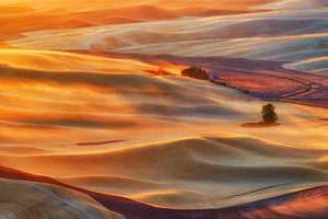 canvas-print-golden-palouse-x