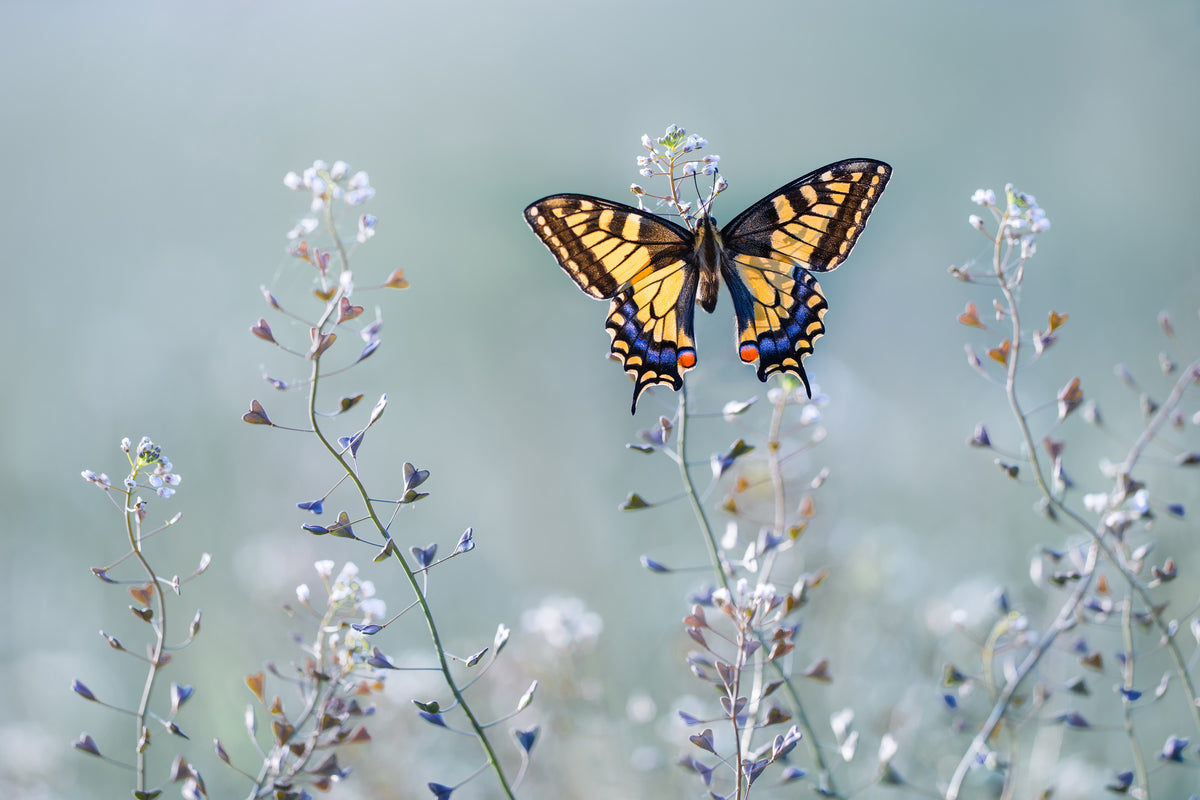 3-piece-aluminium-print-swallowtail-beauty