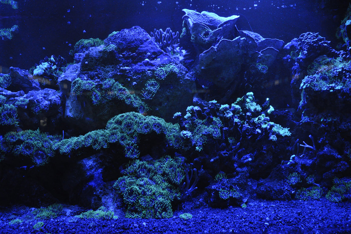 canvas-print-coral-reef-in-blue