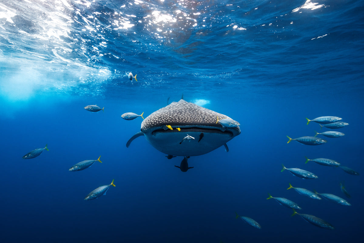 canvas-print-under-the-waves