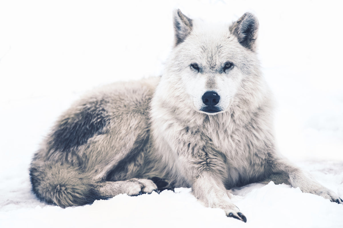 framedposter-print-the-wolf