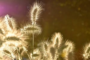 framedposter-print-the-ornamental-grass